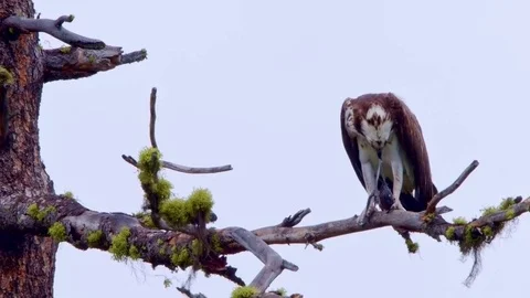 Osprey hawk eats fish branch bird prey wilderness forest 스톡 동영상 81931848