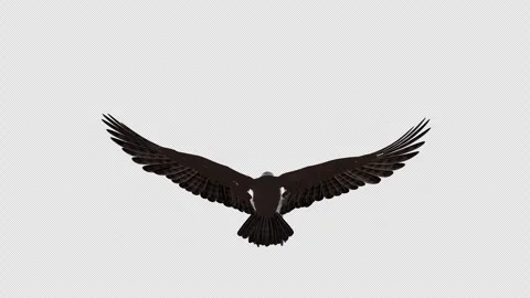 Osprey Hawk Raptor Bird - Flying Loop - Back View CU Stock Footage 252701169