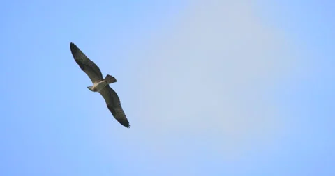 Osprey Hawk Tail working to Hover in One Place Overhead Stock Footage 302568051