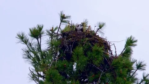 Osprey hawk tree nest large giant bird prey wilderness forest 스톡 동영상 81931586