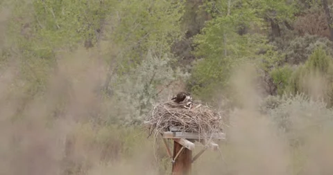 Osprey Head Shaking and Preening While Mate Incubates, San Juan Osprey Nest Seri Stockbeeldmateriaal 334136525