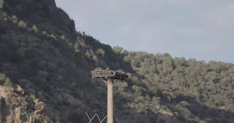 Osprey head visible above sparse platform nest, low angle looking up Stock Footage 334874559