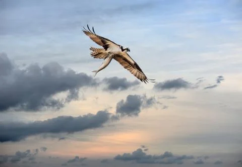 Osprey High Stock Photos