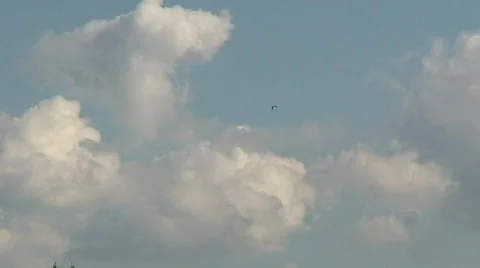 Osprey hones in Stock Footage 792123