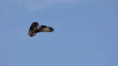 Osprey Hovering Close up Stock-Footage 181675038