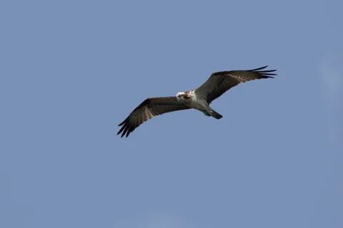 Osprey hovering in the cloudless blue sky of eastern Africa Stock Photos