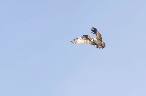 Osprey hovering in flight Stock Photos