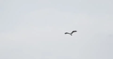 Osprey Hovering Midair in Flight, Wings Beating in Place, Ultra HD 7K 60fps Stockbeeldmateriaal 333266818
