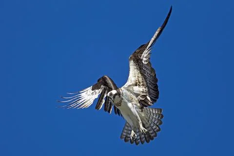 Osprey hovers in the sky. Stock Photos