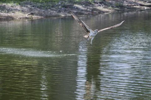 Osprey on the hunt Stock Photos