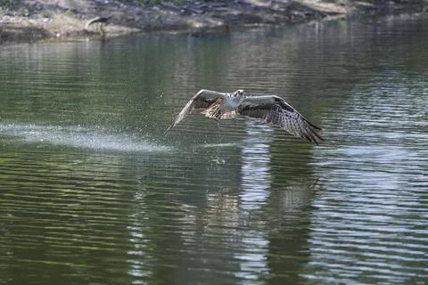 Osprey On The Hunt Stock Photos