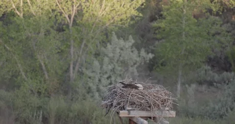 Osprey incubating and preening on platform nest in first sunlight Stock Footage 334874249