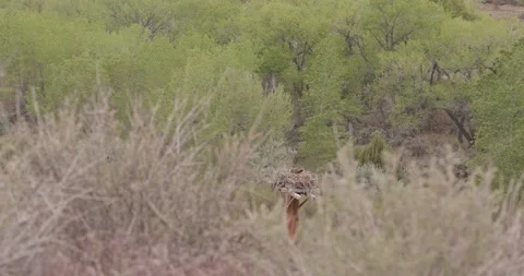 Osprey Incubating on Nesting Platform, Wide Establishing Shot, San Juan Osprey N Stockbeeldmateriaal 334136280
