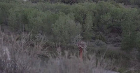 Osprey incubating on platform nest at dawn with cottonwood forest Stock Footage 334874034