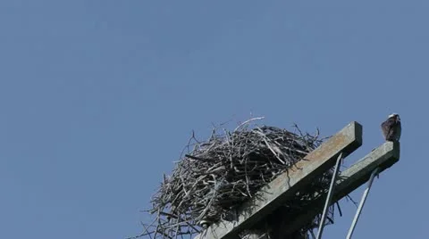 Osprey Jumping Into Nest Vidéo 11345018
