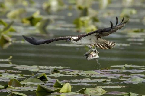 Osprey just caught a fish. Stock Photos