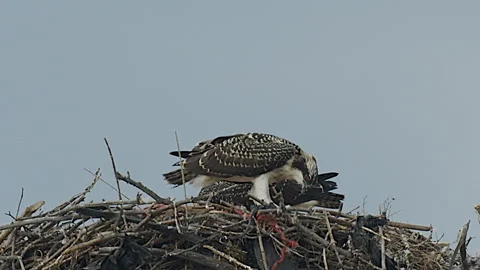 Osprey juvenile devours fish in nest, slomo 4k, Stock Footage 248085821