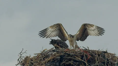 Osprey juvenile exercises its wings while in nest, slomo, 4k Stock-Footage 248086989