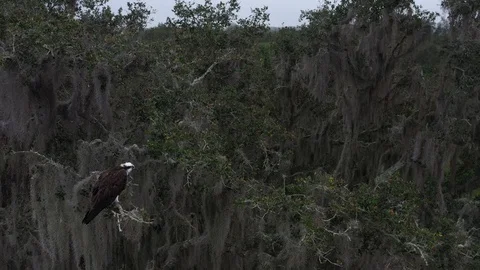 Osprey Lake Stock Footage 101190019