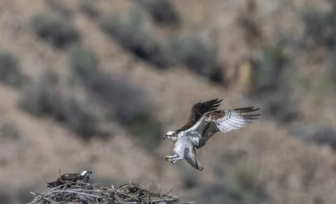 Osprey Landing on Nest Stock Photos