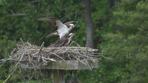 Osprey lands on the back of another osprey HD Видео 107786403