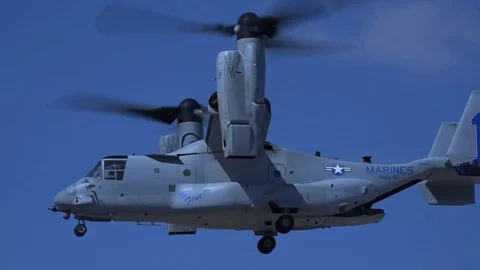 Osprey Lands Stock Footage 87674356