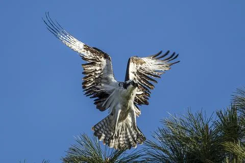 Osprey lands on tree branch. Stock Photos