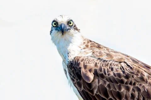 Osprey looking at camera against white background Stock Photos