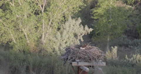 Osprey looking down at eggs then shimmying into brooding position on nest Stock Footage 334873745