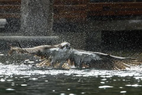 Osprey makes big splash flying out of the water. Foto stock