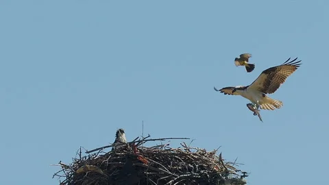 Osprey male landing with fish while attacked by Kingbird, slomo, 4k Video stock 245320558