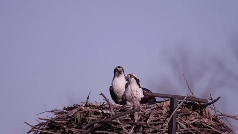 Osprey mates in nest zoom in 4k slow motion Stock Footage