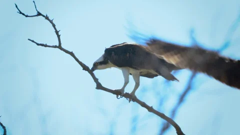 Osprey Mating 4K Stock Footage 117076517
