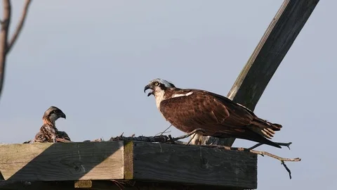Osprey Mother With Chick Stock Footage 77016051