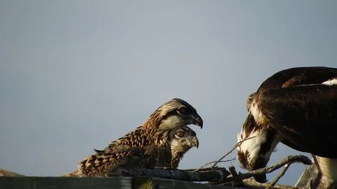 Osprey Mother Feeding Chicks Stock Footage 76993222