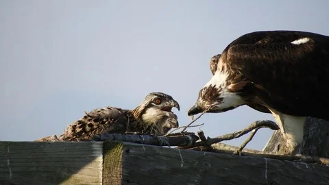 Osprey Mother Feeding Chicks Stock Footage 76993252
