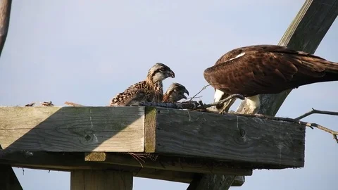 Osprey Mother Feeding Chicks 스톡 동영상 76993285