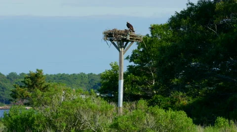 Osprey nest 4k Stock Footage 41634999