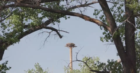 Osprey nest atop pole framed by cottonwood branches in scattered light Stock Footage 334874514