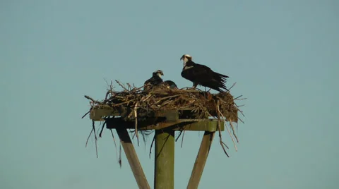 Osprey Nest close-up Stock Footage 36753258