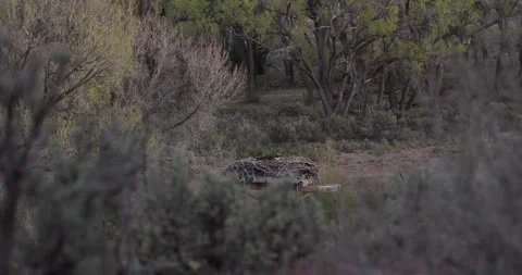 Osprey Nest at Dawn Light Overlooking River Valley, Establishing Wildlife Scene Stockbeeldmateriaal 333272801