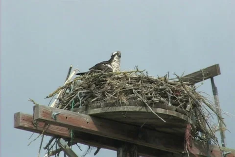 Osprey in nest 库存影片 306454