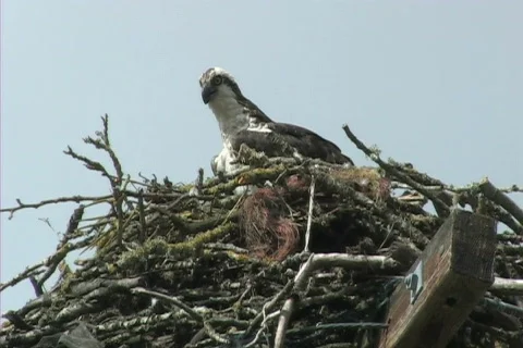 Osprey in nest Stock-Footage 306462