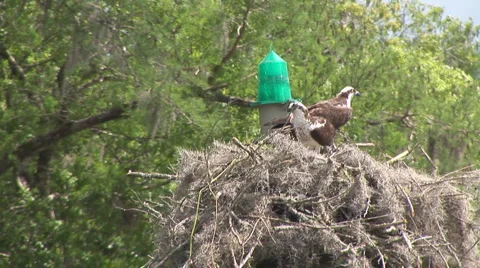 Osprey Nest 動画素材 1079764