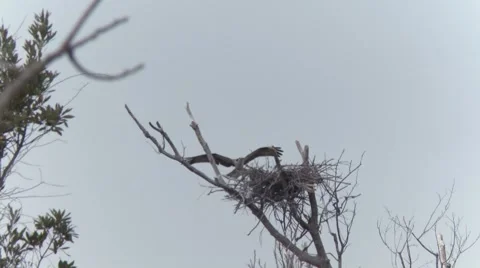 Osprey Nest Stock Footage 1950512