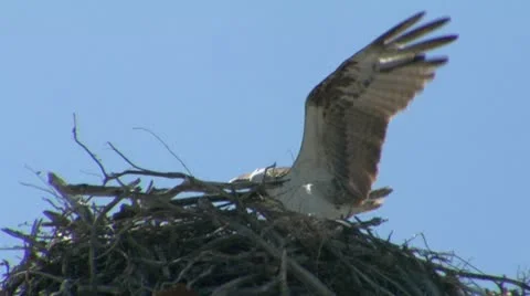 Osprey in nest Stock-Footage 10720933