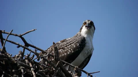 Osprey on nest Stock Footage 24625730