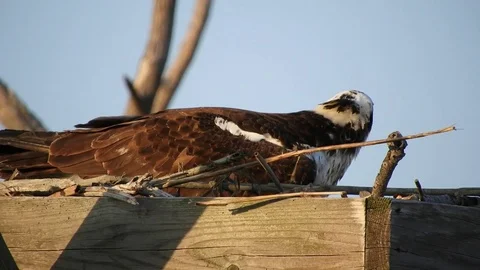 Osprey in Nest 스톡 동영상 74906768