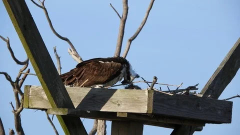 Osprey in Nest Stock Footage 74906771
