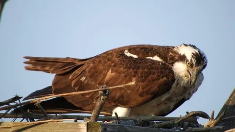 Osprey in Nest Stock Footage 74906782